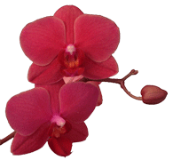 Orchid Care - Orchid Culture - Practical Orchid Care Information