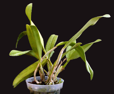 cattleya orchid leaves