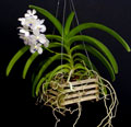 Monopodial Orchid Growth
