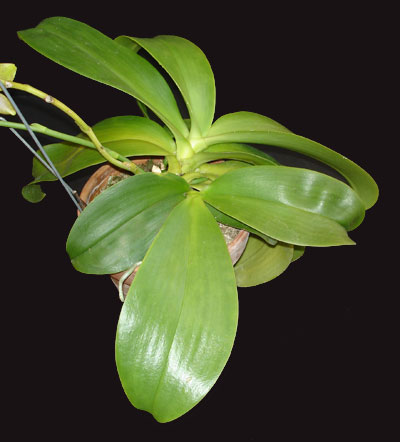 Basal Keiki on Phalaenopsis Orchid