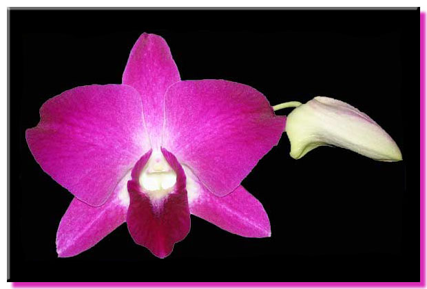 Dendrobium (Rinnapa x Diamond Queen) Hawaii