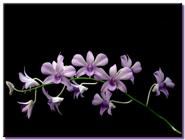 Dendrobium Jasmine Curtis x Walter Oumae