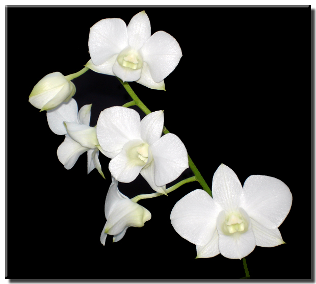Dendrobium White Bota