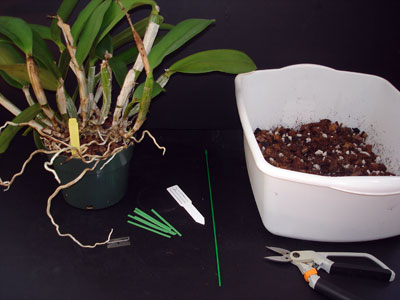 Repot Orchid