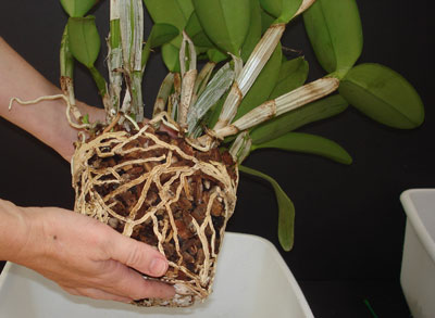 Orchids How To: How to repot a Cattleya orchid in bark and