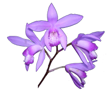 Bletilla striata