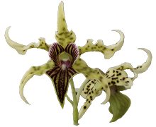 Dendrobium Wonder Nishii