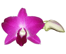 Dendrobium