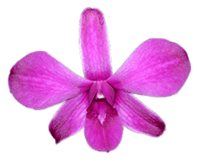 Dendrobium