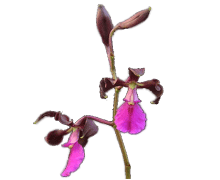 Epidendrum cordigerum