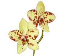 Phalaenopsis Bedford Golden Taylor