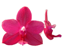 Phalaenopsis Brother Dynasty 'Mt View'