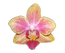 Miniature Phalaenopsis