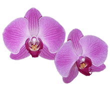 Phalaenopsis