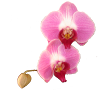 Phalaenopsis