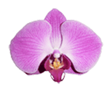 Phalaenopsis