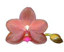 Phalaenopsis