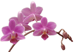 Phalaenopsis