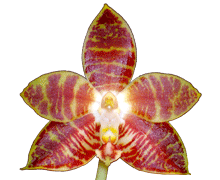 Phalaenopsis amboinensis