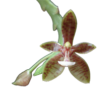 Phalaenopsis cornu-cervi