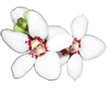 Sarcochilus