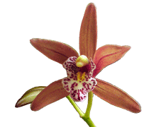 Cymbidium cyperfolium