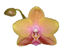 Phalaenopsis Sara Gold