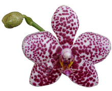 Harlequin Phalaenopsis