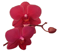 Phalaenopsis Harmony Rose