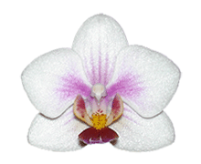 Phalaenopsis Mailibu Heart