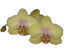 Phalaenopsis Sogo Romantic
