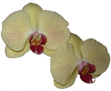 Phalaenopsis